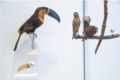 Image / illustration